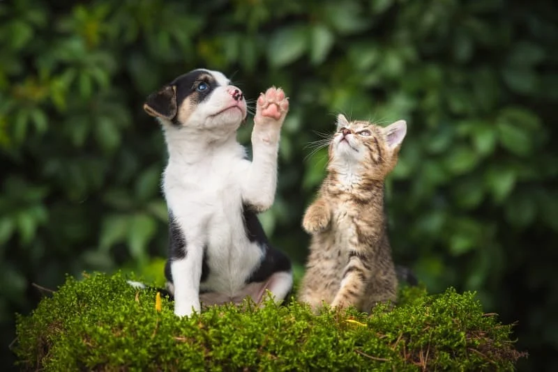 Puppy and Kitten Care Explained: Keeping Your Kittens Healthy in the UK