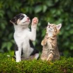 Puppy and Kitten Care Explained: Keeping Your Kittens Healthy in the UK