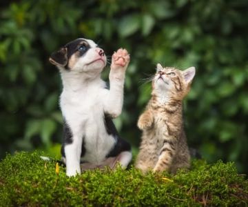 Puppy and Kitten Care Explained: Keeping Your Kittens Healthy in the UK