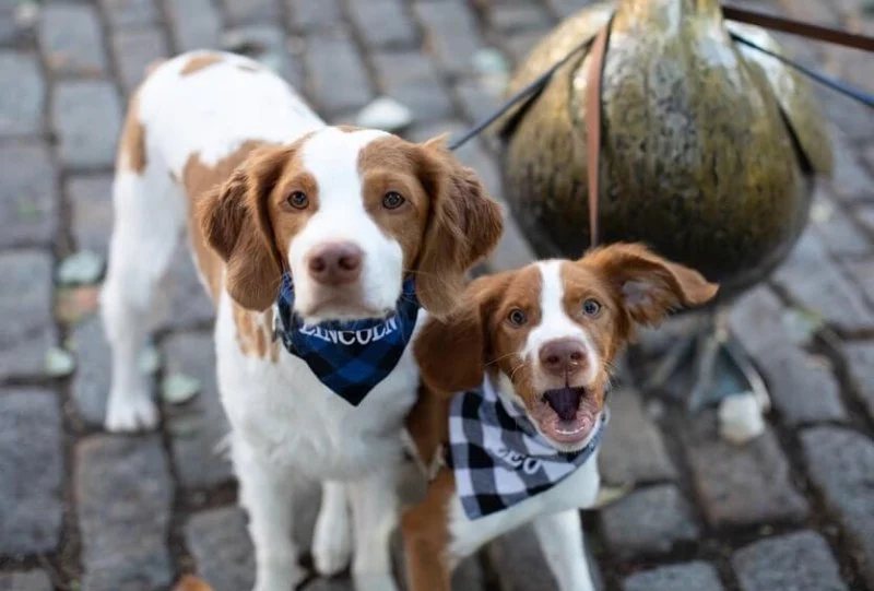 UK Pet Owner’s Guide to Exercise and Fitness for Fish