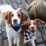 UK Pet Owner’s Guide to Exercise and Fitness for Fish