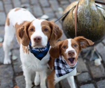 UK Pet Owner’s Guide to Exercise and Fitness for Fish