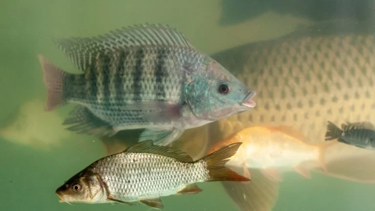 How to Improve Fish Skin and Coat Care at Home