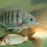 How to Improve Fish Skin and Coat Care at Home
