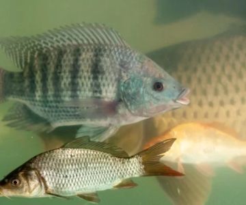 How to Improve Fish Skin and Coat Care at Home