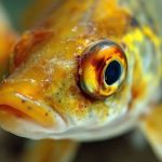Top 10 Common Illnesses Every Fish Owner in the UK Should Know