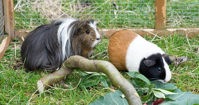 UK Pet Owner’s Guide to Adoption Guide for Guinea Pigs
