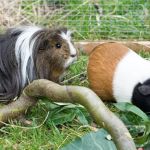 UK Pet Owner’s Guide to Adoption Guide for Guinea Pigs