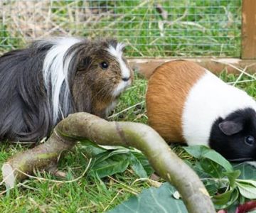 UK Pet Owner’s Guide to Adoption Guide for Guinea Pigs