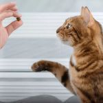 The Importance of Behaviour Training for Kittens in the UK: A Complete Guide