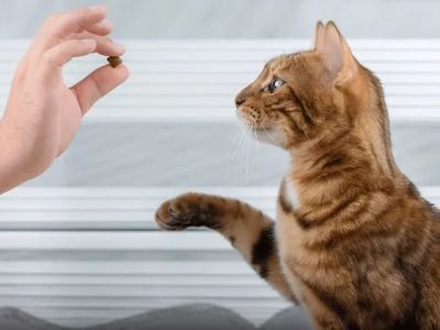 The Importance of Behaviour Training for Kittens in the UK: A Complete Guide