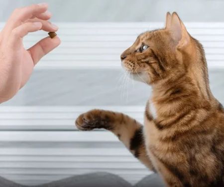 The Importance of Behaviour Training for Kittens in the UK: A Complete Guide