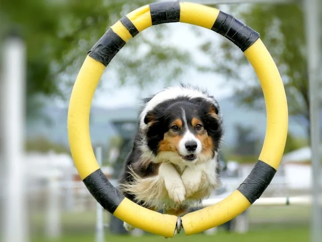 Best Practices for Exercise and Fitness in Puppies: Keeping Your Dog Healthy and Active