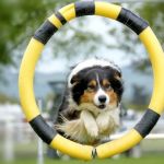 Best Practices for Exercise and Fitness in Puppies: Keeping Your Dog Healthy and Active
