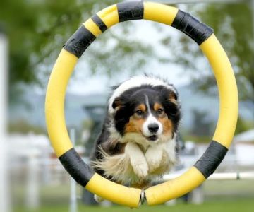 Best Practices for Exercise and Fitness in Puppies: Keeping Your Dog Healthy and Active
