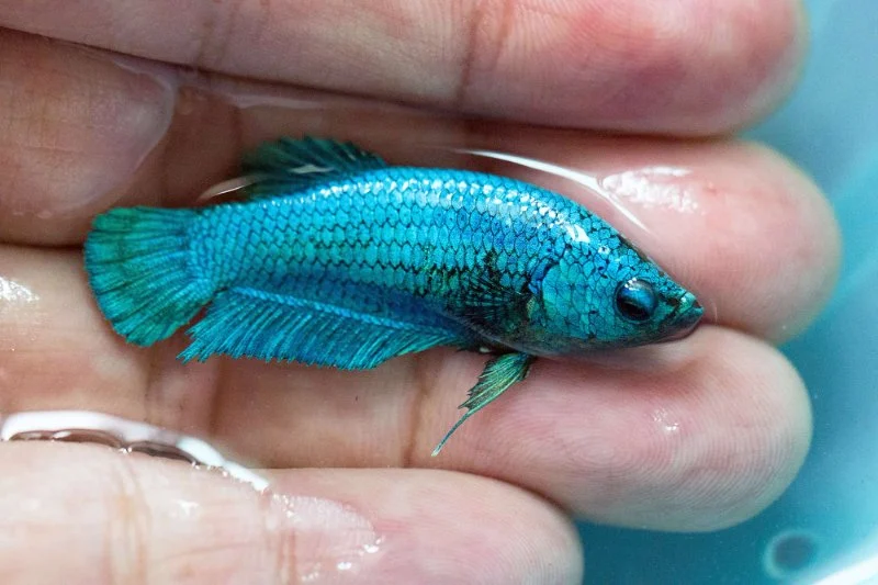 Best Practices for Skin and Coat Care in Fish