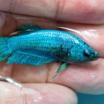 Best Practices for Skin and Coat Care in Fish