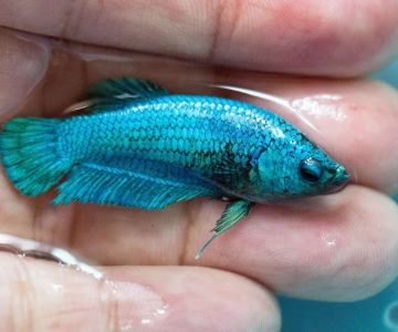 Best Practices for Skin and Coat Care in Fish