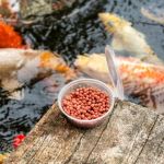 Expert Vet Advice on Nutrition Tips for Fish