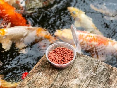 Expert Vet Advice on Nutrition Tips for Fish