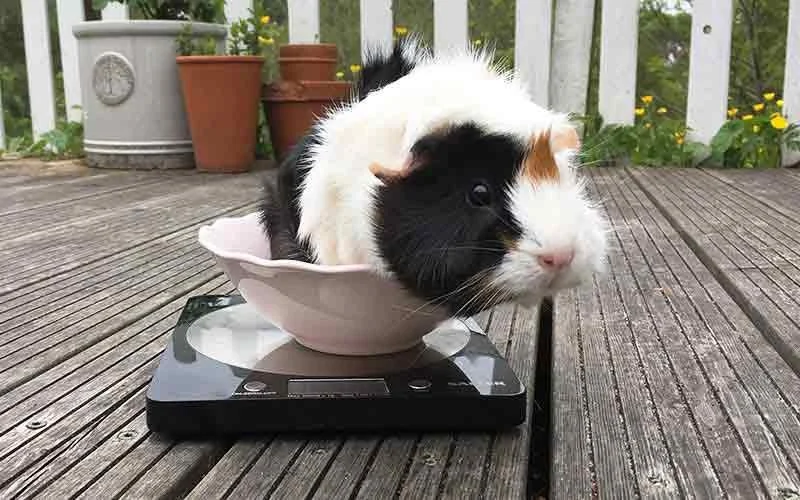 Top 10 Weight Management Tips Every Guinea Pig Owner in the UK Should Know