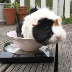 Top 10 Weight Management Tips Every Guinea Pig Owner in the UK Should Know