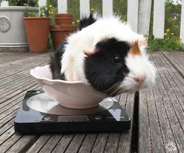 Top 10 Weight Management Tips Every Guinea Pig Owner in the UK Should Know