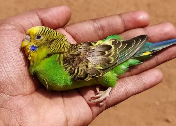 Common Illnesses Explained: Keeping Your Birds Healthy in the UK