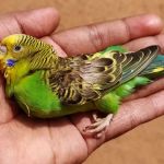 Common Illnesses Explained: Keeping Your Birds Healthy in the UK