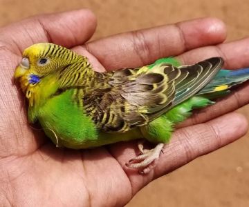 Common Illnesses Explained: Keeping Your Birds Healthy in the UK