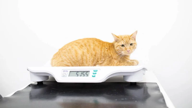 Best Practices for Weight Management in Cats