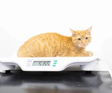 Best Practices for Weight Management in Cats