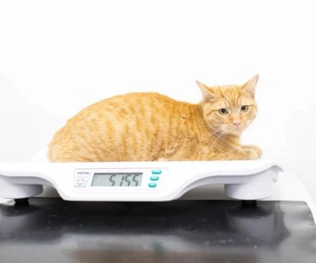 Best Practices for Weight Management in Cats