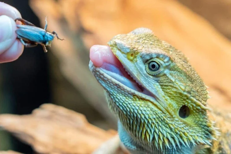Exercise and Fitness Explained: Keeping Your Exotic Pets Healthy in the UK