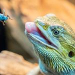 Exercise and Fitness Explained: Keeping Your Exotic Pets Healthy in the UK