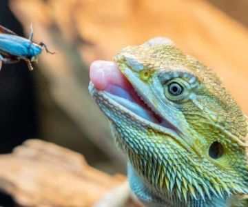 Exercise and Fitness Explained: Keeping Your Exotic Pets Healthy in the UK