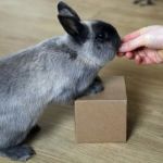 Behaviour Training Tips for Rabbits: What UK Pet Owners Need to Know