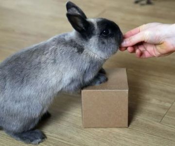 Behaviour Training Tips for Rabbits: What UK Pet Owners Need to Know