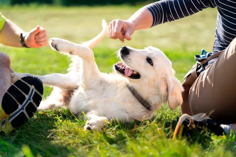 Behaviour Training Tips for Puppies: What UK Pet Owners Need to Know