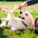 Behaviour Training Tips for Puppies: What UK Pet Owners Need to Know