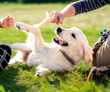 Behaviour Training Tips for Puppies: What UK Pet Owners Need to Know