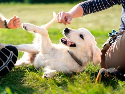 Behaviour Training Tips for Puppies: What UK Pet Owners Need to Know