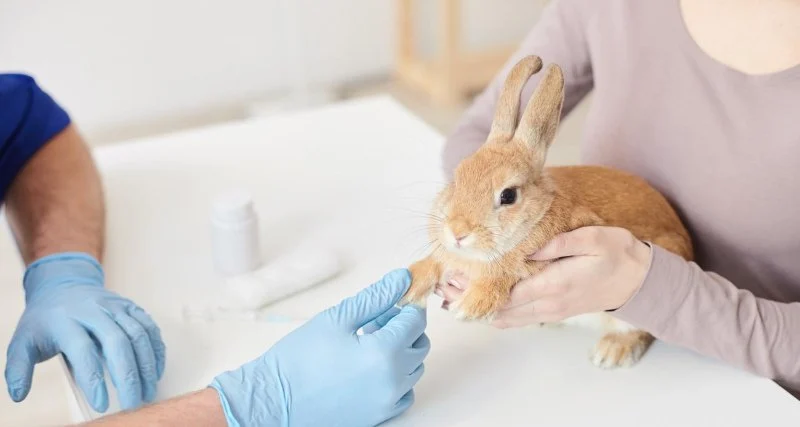 Top 10 Preventive Care Every Rabbit Owner in the UK Should Know