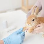 Top 10 Preventive Care Every Rabbit Owner in the UK Should Know