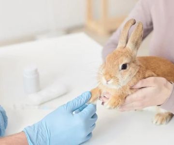 Top 10 Preventive Care Every Rabbit Owner in the UK Should Know