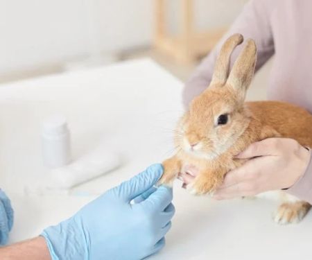 Top 10 Preventive Care Every Rabbit Owner in the UK Should Know