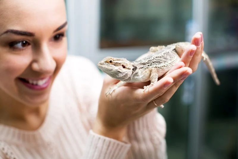 Top 10 Preventive Care Tips Every Reptile Owner in the UK Should Know