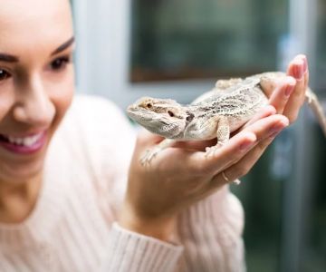 Top 10 Preventive Care Tips Every Reptile Owner in the UK Should Know
