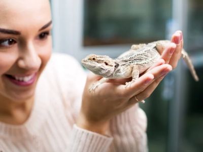 Top 10 Preventive Care Tips Every Reptile Owner in the UK Should Know