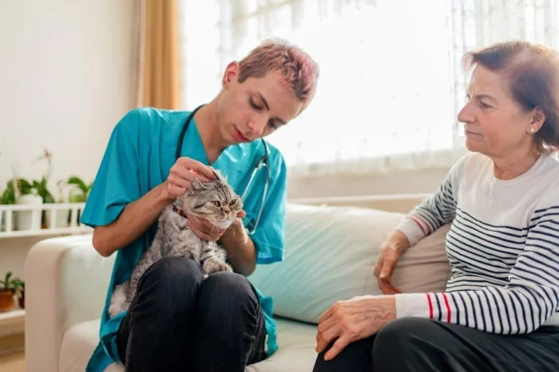 How to Improve Cats Emergency Vet Advice at Home for Pet Owners